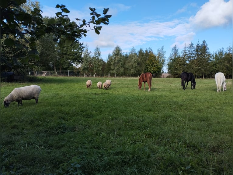 Duitse rijpony Mix Merrie 2 Jaar 136 cm Vos in Kenz