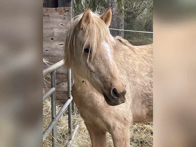 Duitse rijpony Merrie 2 Jaar 140 cm Palomino in Bitburg