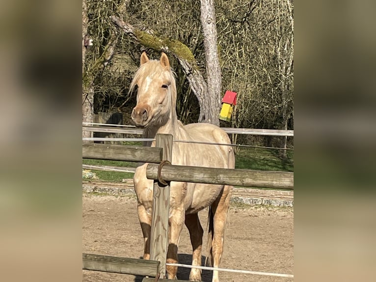 Duitse rijpony Merrie 2 Jaar 140 cm Palomino in Bitburg
