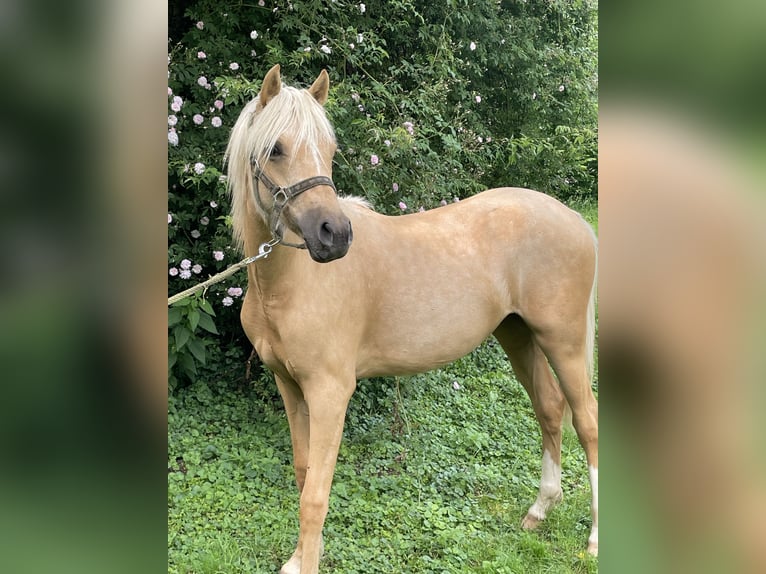 Duitse rijpony Merrie 2 Jaar 140 cm Palomino in Bitburg