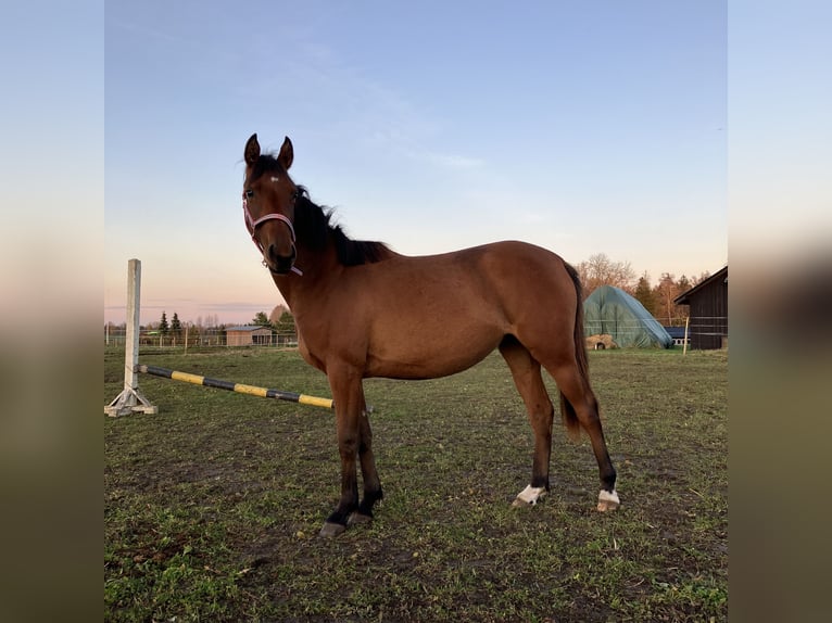 Duitse rijpony Merrie 2 Jaar 141 cm Roodbruin in Talinn, Harjumaa