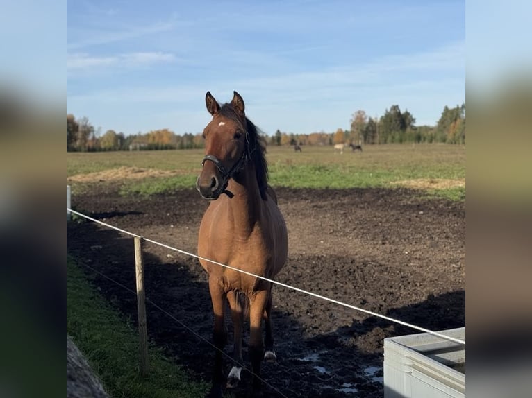 Duitse rijpony Merrie 2 Jaar 141 cm Roodbruin in Talinn, Harjumaa