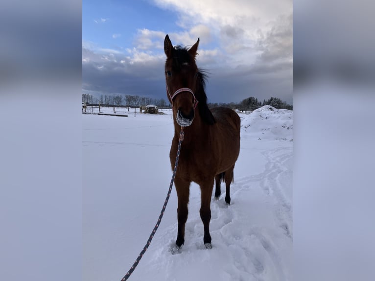 Duitse rijpony Merrie 2 Jaar 141 cm Roodbruin in Talinn, Harjumaa