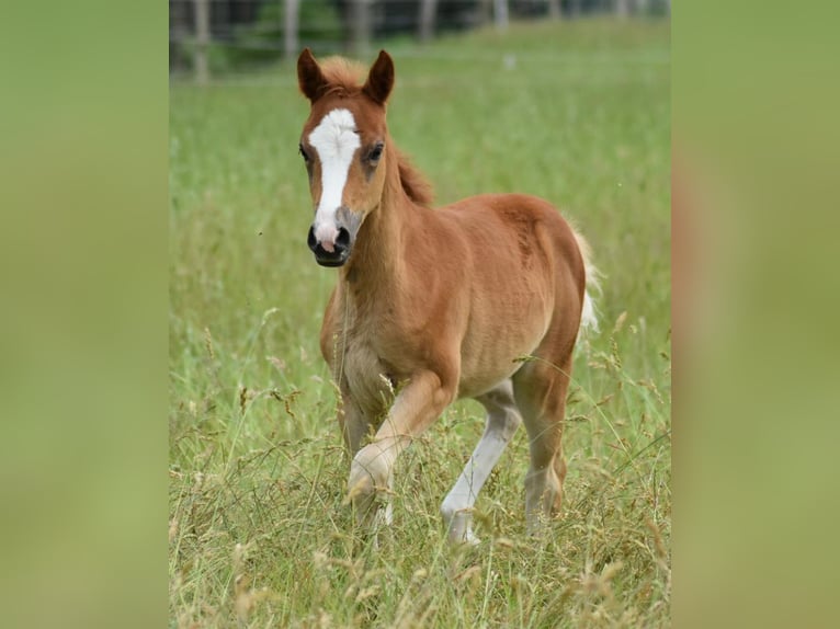 Duitse rijpony Merrie 2 Jaar 143 cm in Suhlendorf