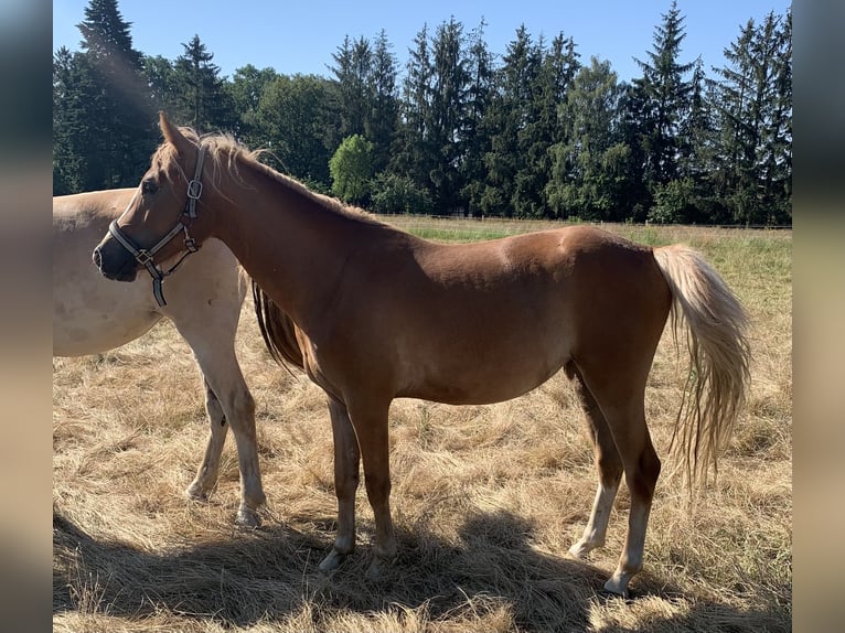 Duitse rijpony Merrie 2 Jaar 143 cm Palomino in Suhlendorf