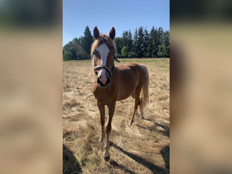 Duitse rijpony Merrie 2 Jaar 143 cm Palomino in Suhlendorf