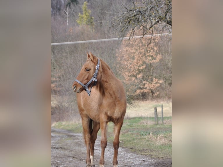 Duitse rijpony Merrie 2 Jaar 143 cm Red Dun in Haibach