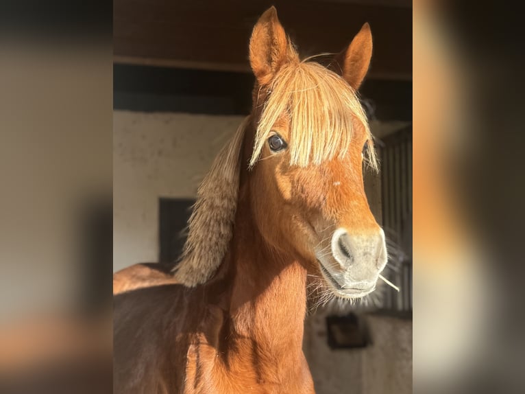 Duitse rijpony Merrie 2 Jaar 143 cm Vos in Essingen