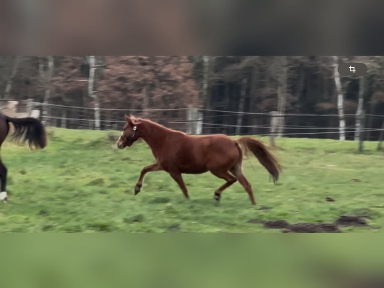 Duitse rijpony Merrie 2 Jaar 143 cm Vos in Langwedel