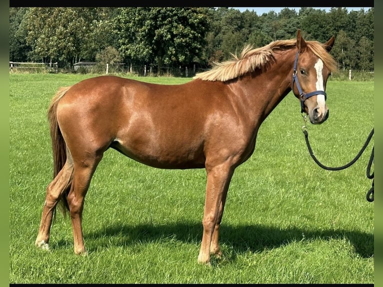 Duitse rijpony Merrie 2 Jaar 143 cm Vos in Langwedel