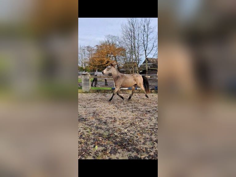 Duitse rijpony Merrie 2 Jaar 144 cm Buckskin in Geestland