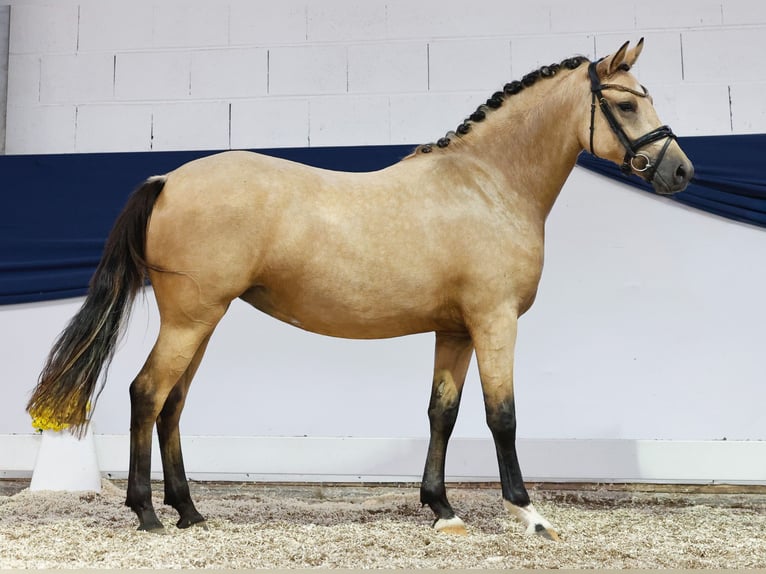 Duitse rijpony Merrie 2 Jaar 144 cm Falbe in Marsberg