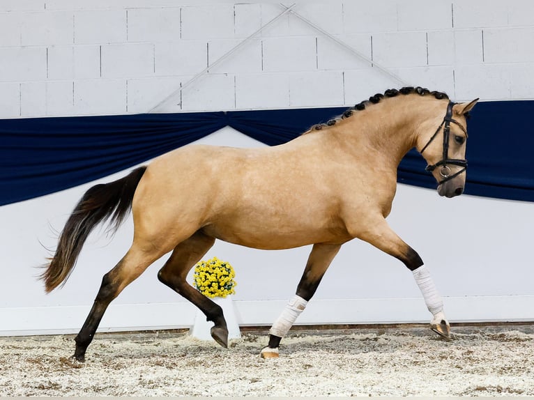 Duitse rijpony Merrie 2 Jaar 144 cm Falbe in Marsberg