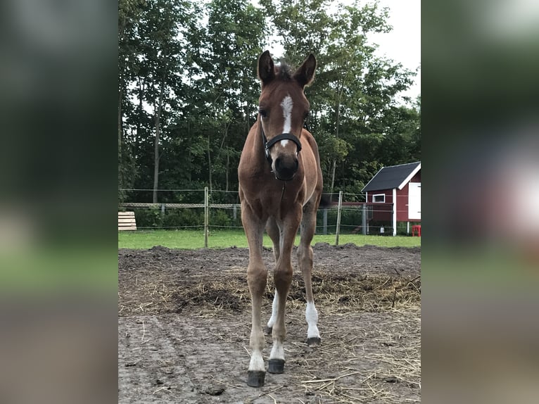 Duitse rijpony Merrie 2 Jaar 145 cm Bruin in Risum-Lindholm