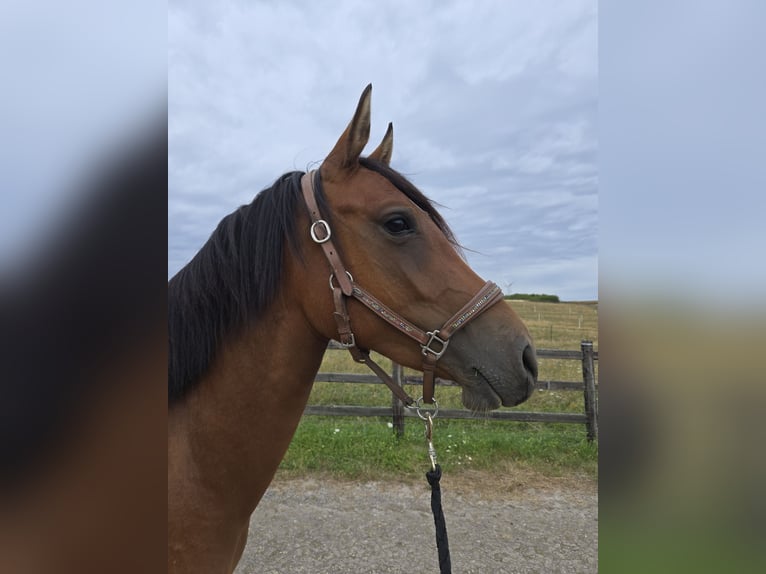 Duitse rijpony Merrie 2 Jaar 145 cm Bruin in Saarbr&#xFC;cken