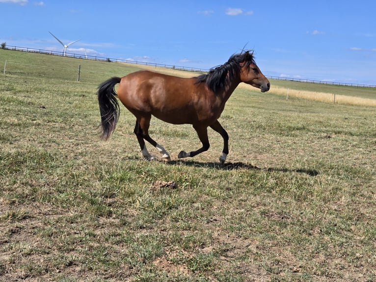Duitse rijpony Merrie 2 Jaar 145 cm Bruin in Saarbr&#xFC;cken