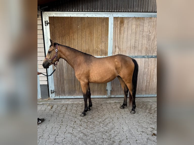 Duitse rijpony Merrie 2 Jaar 145 cm Buckskin in Mettmann
