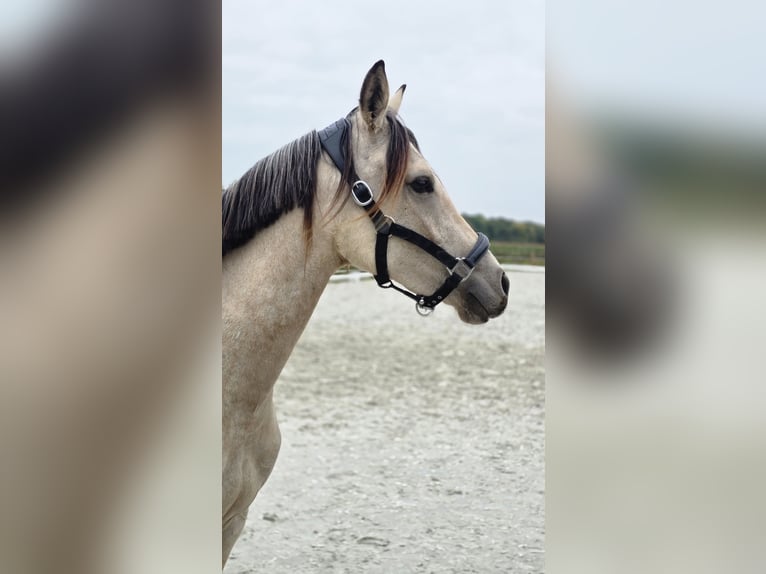 Duitse rijpony Merrie 2 Jaar 145 cm Buckskin in Weilerswist