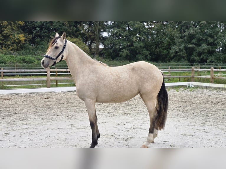Duitse rijpony Merrie 2 Jaar 145 cm Buckskin in Weilerswist