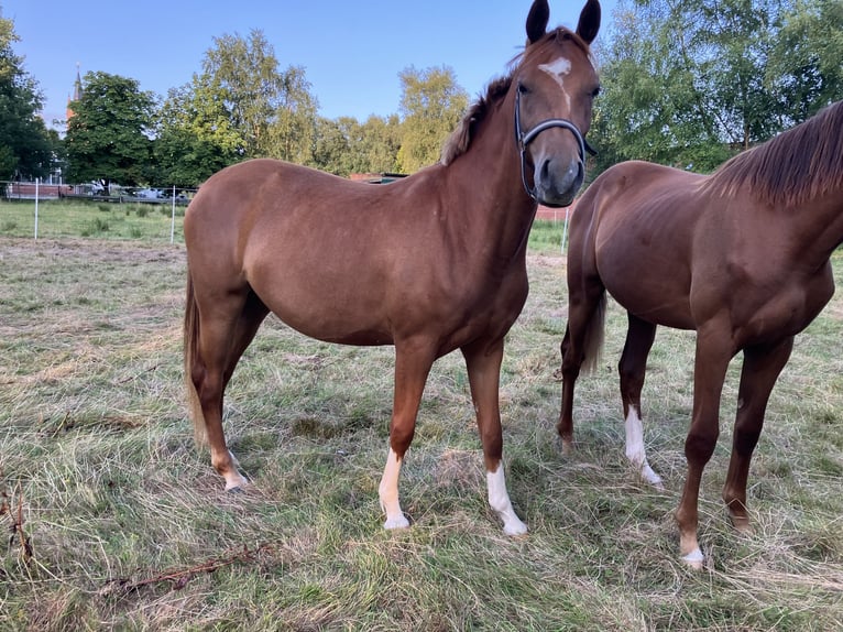 Duitse rijpony Merrie 2 Jaar 145 cm Vos in Großheide