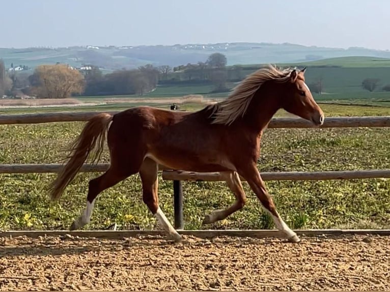 Duitse rijpony Merrie 2 Jaar 145 cm Vos in Münstermaifeld