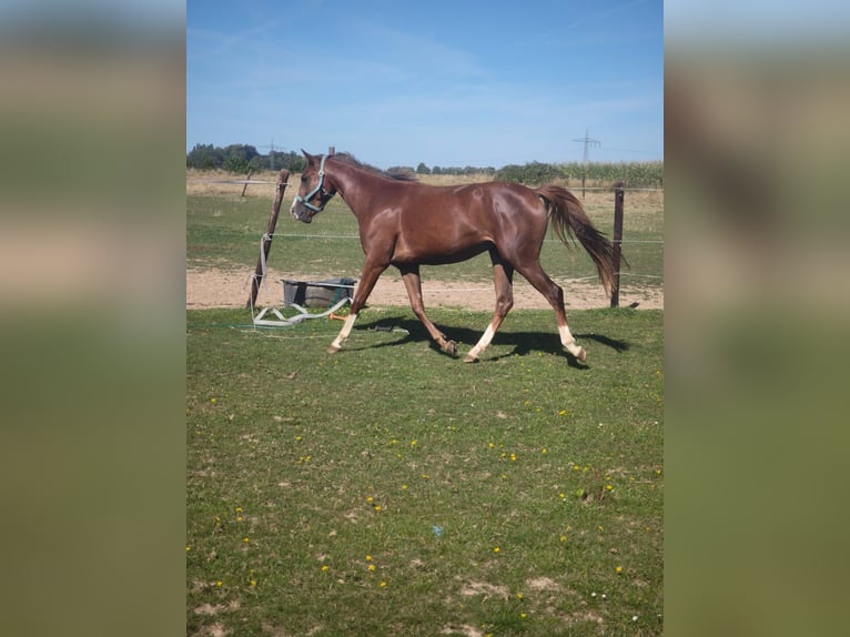 Duitse rijpony Merrie 2 Jaar 145 cm Vos in H&#xFC;ckelhoven