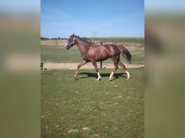Duitse rijpony Merrie 2 Jaar 145 cm Vos in H&#xFC;ckelhoven