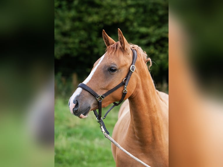 Duitse rijpony Merrie 2 Jaar 145 cm Vos in Flintbek