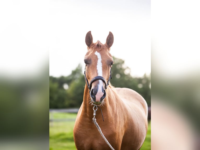 Duitse rijpony Merrie 2 Jaar 145 cm Vos in Flintbek