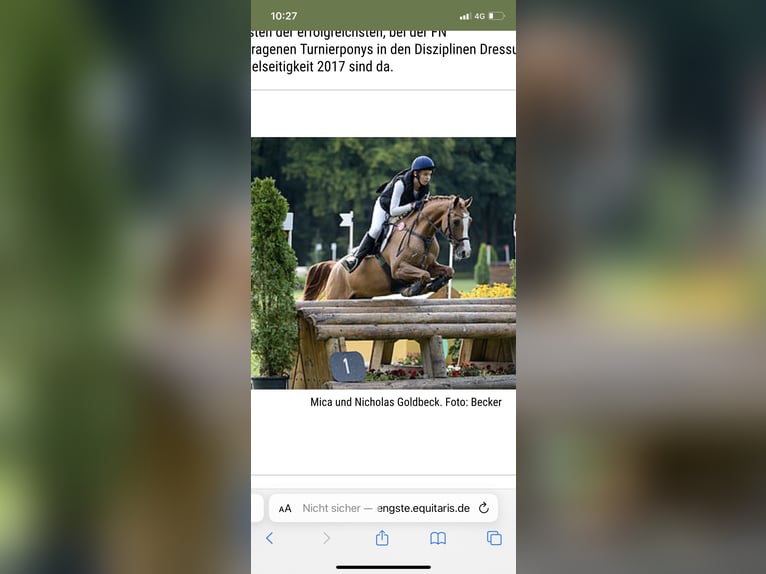 Duitse rijpony Merrie 2 Jaar 145 cm Vos in Flintbek