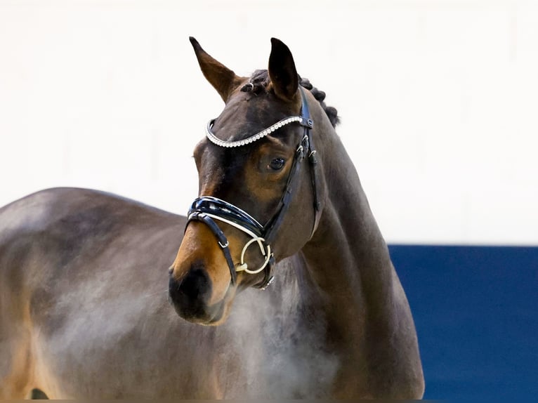 Duitse rijpony Merrie 2 Jaar 146 cm Bruin in Marsberg