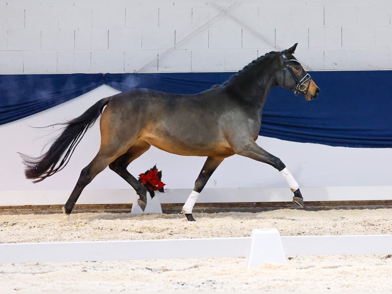 Duitse rijpony Merrie 2 Jaar 146 cm Bruin in Marsberg