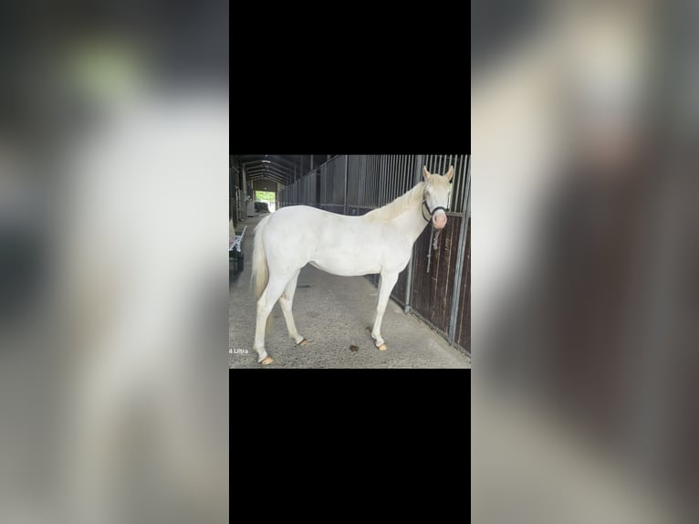 Duitse rijpony Merrie 2 Jaar 146 cm Cremello in Swisttal