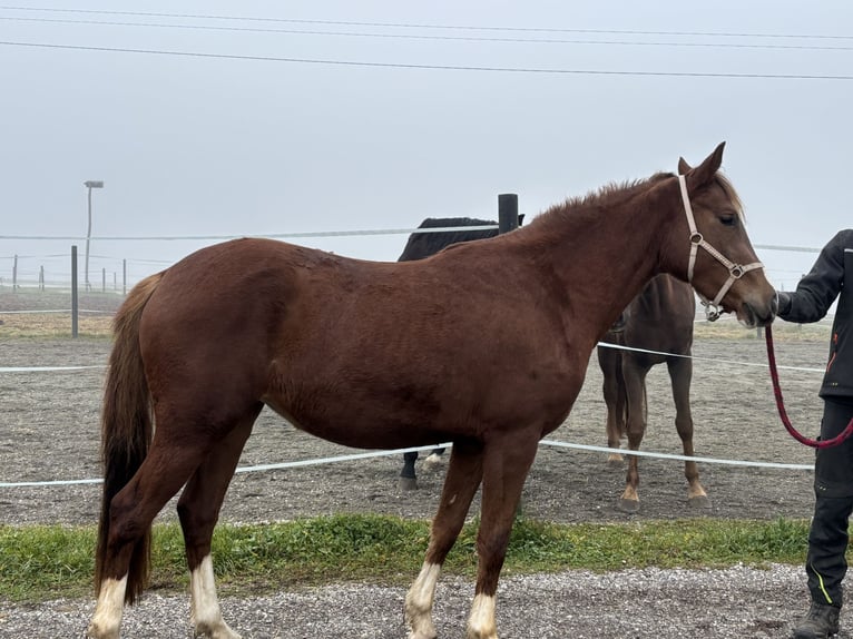 Duitse rijpony Merrie 2 Jaar 146 cm Donkere-vos in Steyr