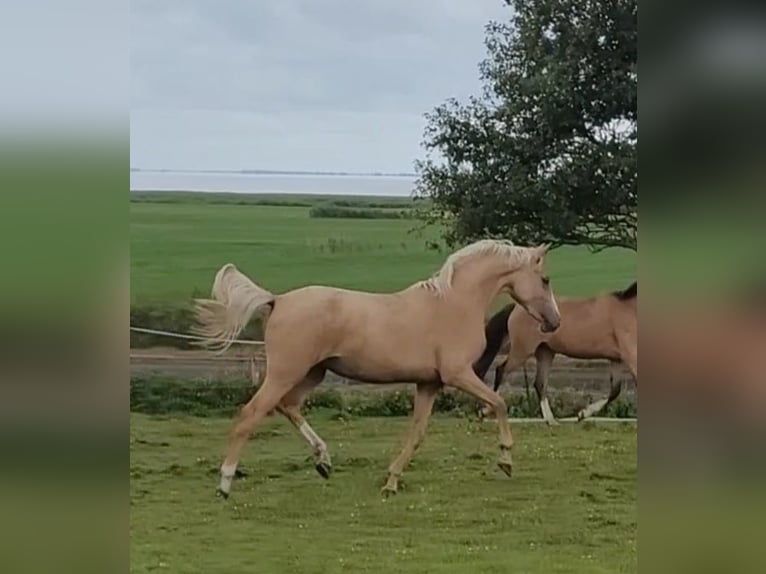 Duitse rijpony Merrie 2 Jaar 146 cm Palomino in Schob&#xFC;ll