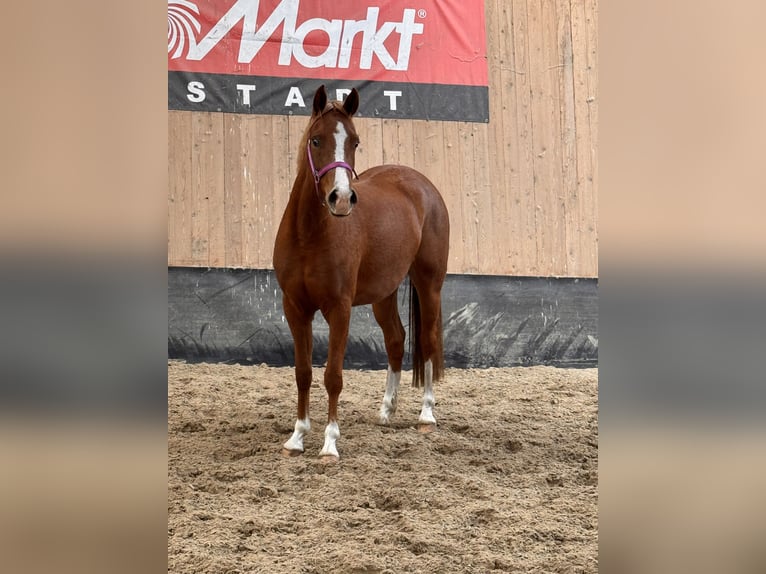 Duitse rijpony Merrie 2 Jaar 146 cm Vos in Wegeleben