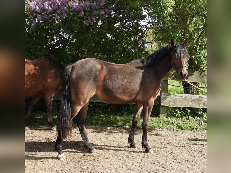 Duitse rijpony Merrie 2 Jaar 147 cm Bruin in Laage