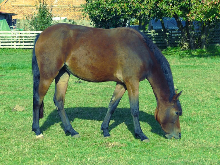 Duitse rijpony Merrie 2 Jaar 147 cm Bruin in Laage