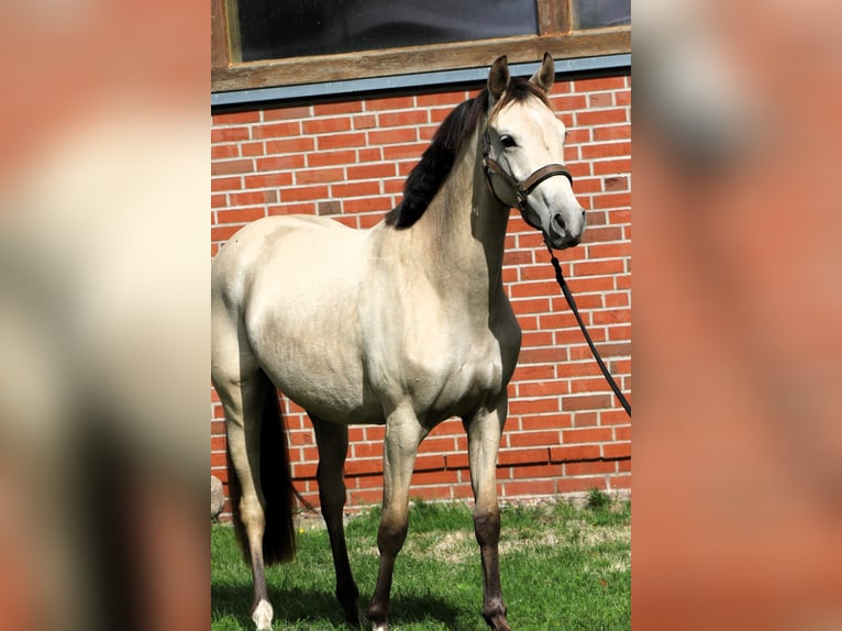 Duitse rijpony Merrie 2 Jaar 147 cm Buckskin in Rehburg-Loccum Münchehagen