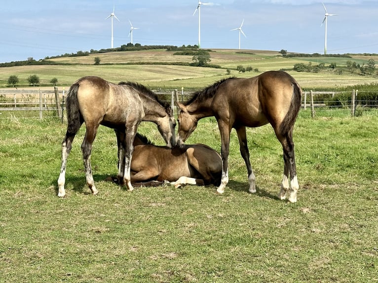 Duitse rijpony Merrie 2 Jaar 147 cm in Langenhagen