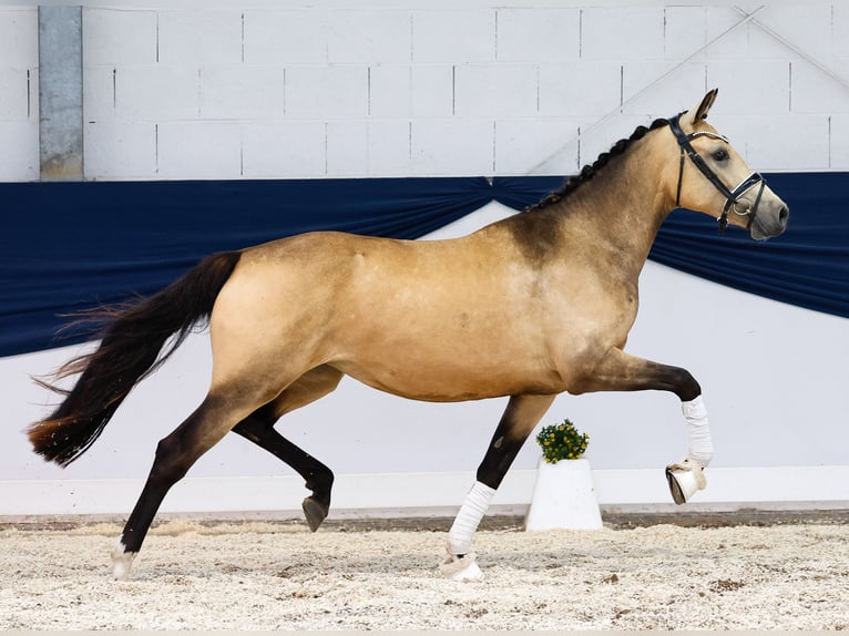 Duitse rijpony Merrie 2 Jaar 147 cm Falbe in Marsberg