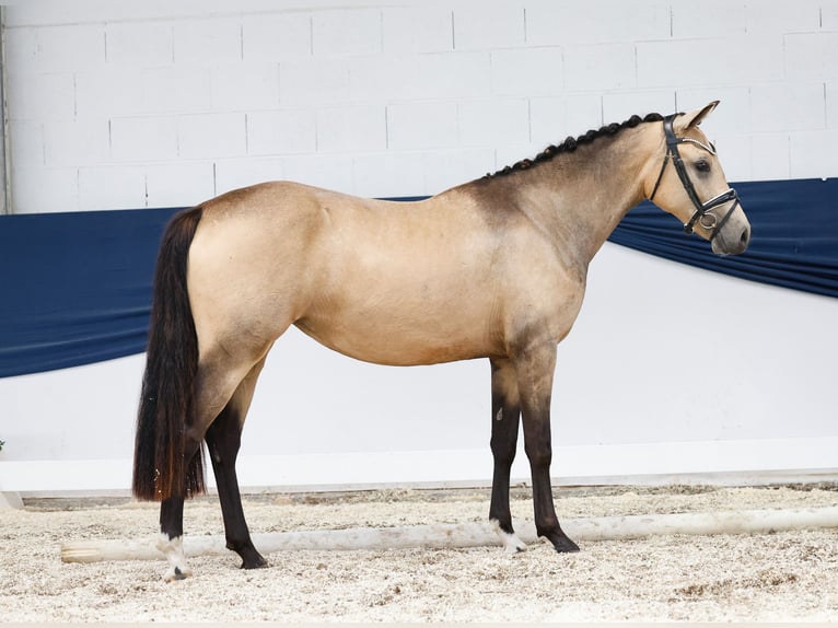 Duitse rijpony Merrie 2 Jaar 147 cm Falbe in Marsberg