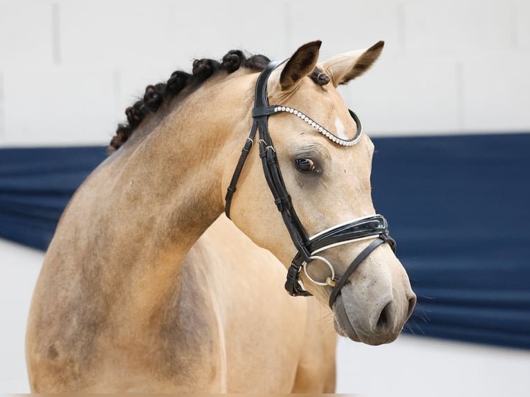 Duitse rijpony Merrie 2 Jaar 147 cm Falbe in Marsberg