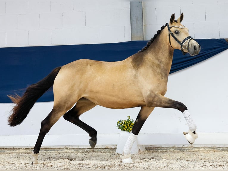 Duitse rijpony Merrie 2 Jaar 147 cm Falbe in Marsberg