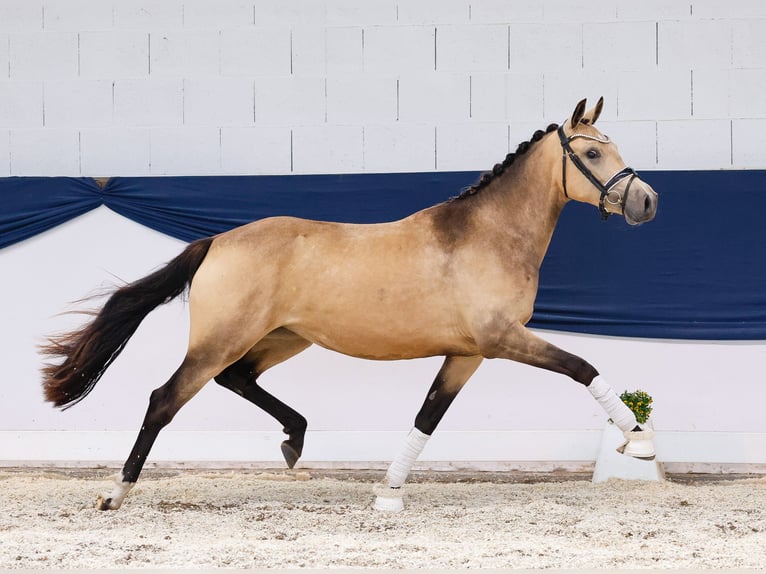 Duitse rijpony Merrie 2 Jaar 147 cm Falbe in Marsberg