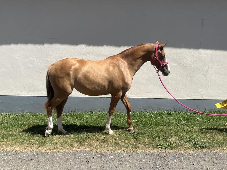 Duitse rijpony Merrie 2 Jaar 147 cm Falbe in Euskirchen