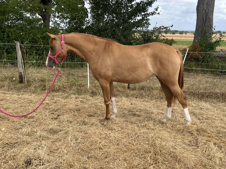 Duitse rijpony Merrie 2 Jaar 147 cm Falbe in Euskirchen