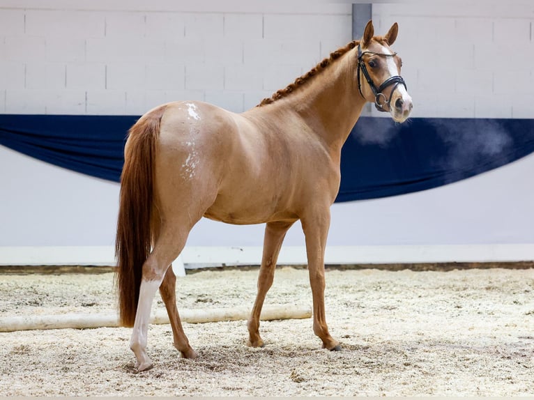 Duitse rijpony Merrie 2 Jaar 147 cm Vos in Marsberg