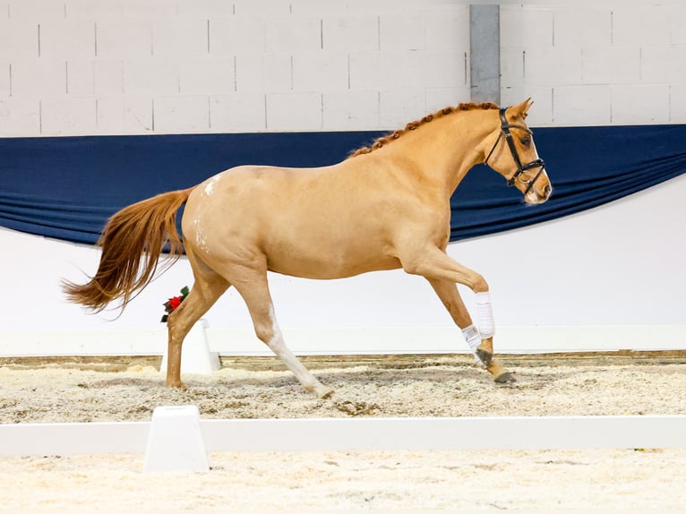 Duitse rijpony Merrie 2 Jaar 147 cm Vos in Marsberg