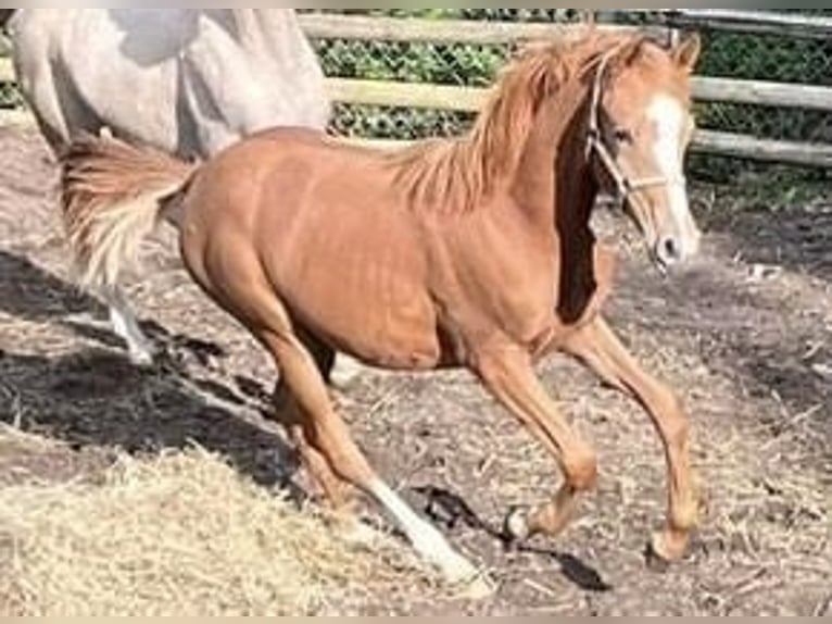 Duitse rijpony Merrie 2 Jaar 147 cm Vos in Düsseldorf